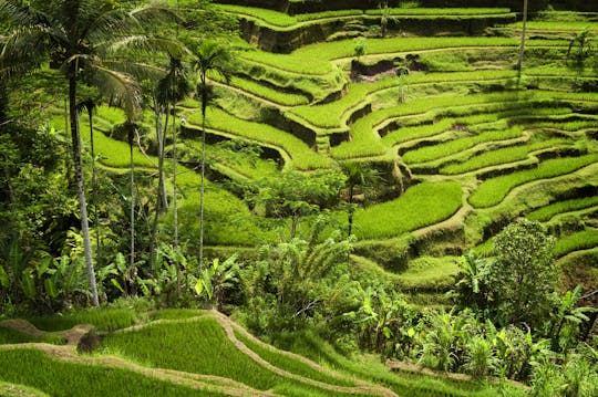 Introductie van Bali