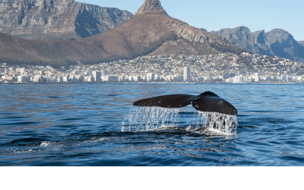 Cruzeiro de barco pela vida marinha com traslado da Cidade do Cabo