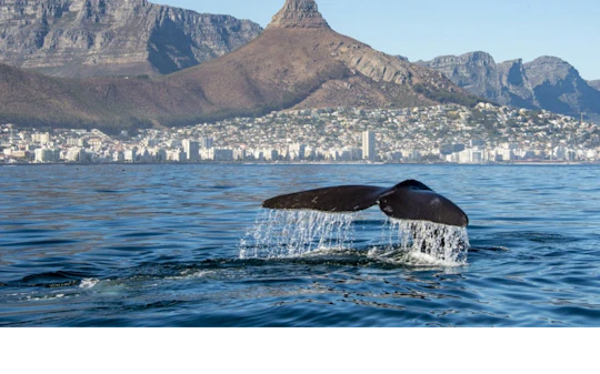 Marine Wildlife Boat Cruise with Transfer from Cape Town
