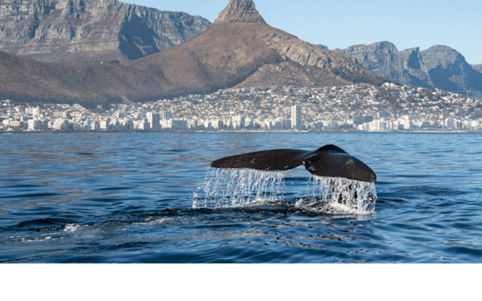 Marine Wildlife Boat Cruise with Transfer from Cape Town