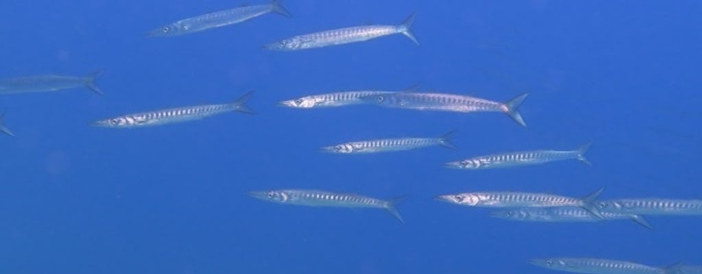 Mergulho de barco, dois (2) pacotes de mergulho