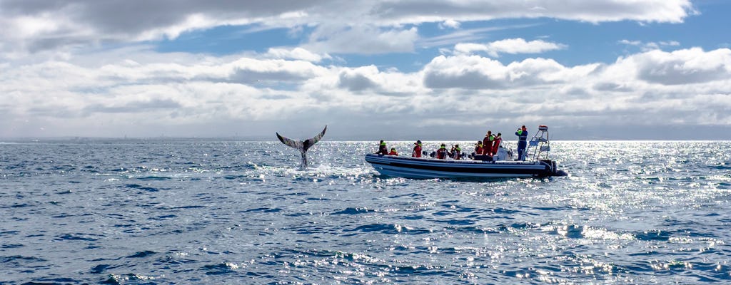 Avistamiento de ballenas RIB en bote desde Reikiavik