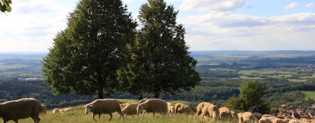 Jusiberg Vulkan Wanderung in der Schwäbischen Alb