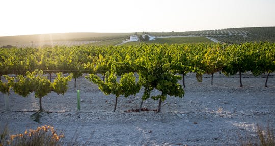 Visita a una bodega de Jerez