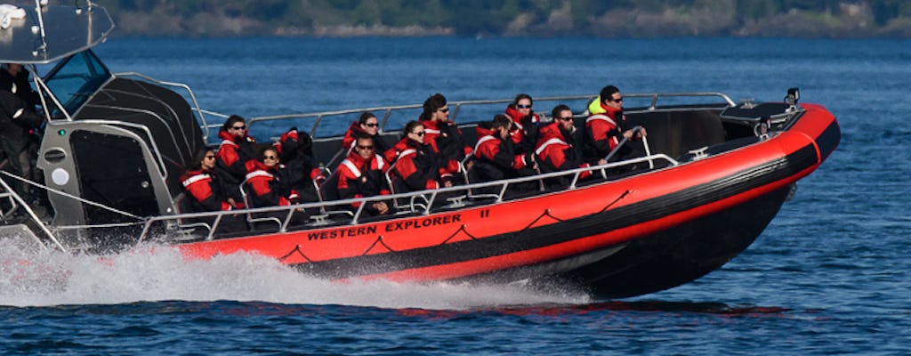 Adventure whale watching San Juan Islands