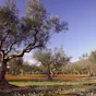 Kalamata