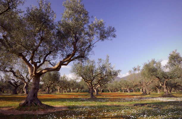 Kalamata, Grécia