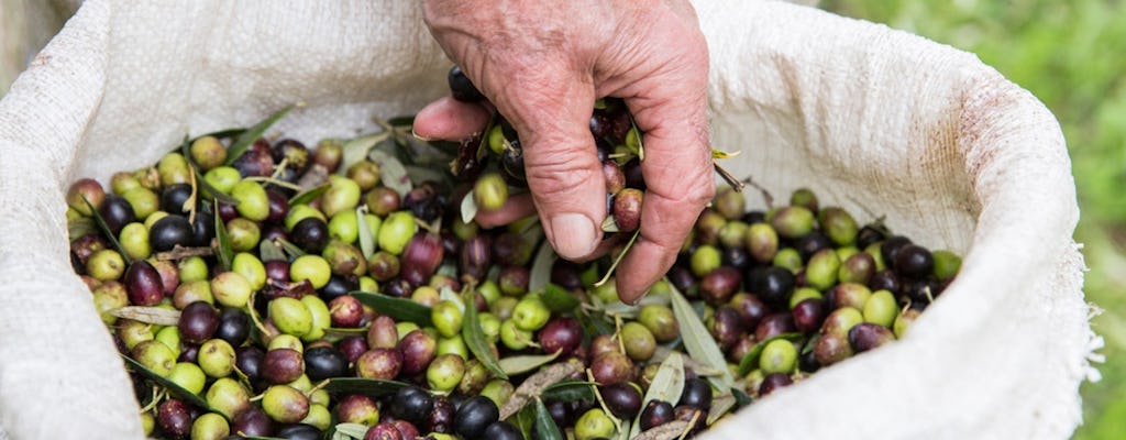 Doświadczenie w zbiorach oliwek