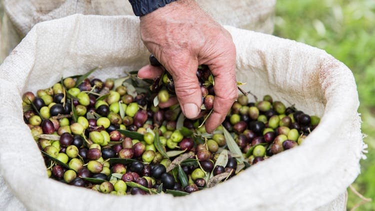 Visit and olive oil tasting at Garra farm