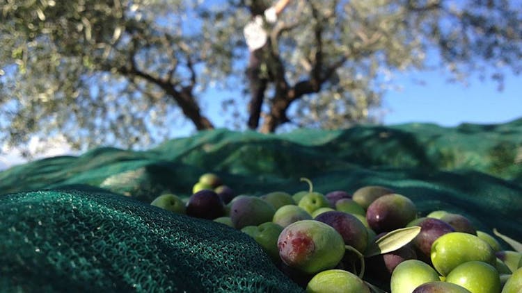 Visit and olive oil tasting at Garra farm
