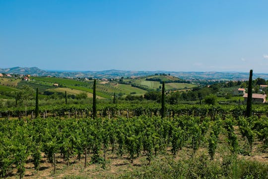 Tour of Pian di Mare winery