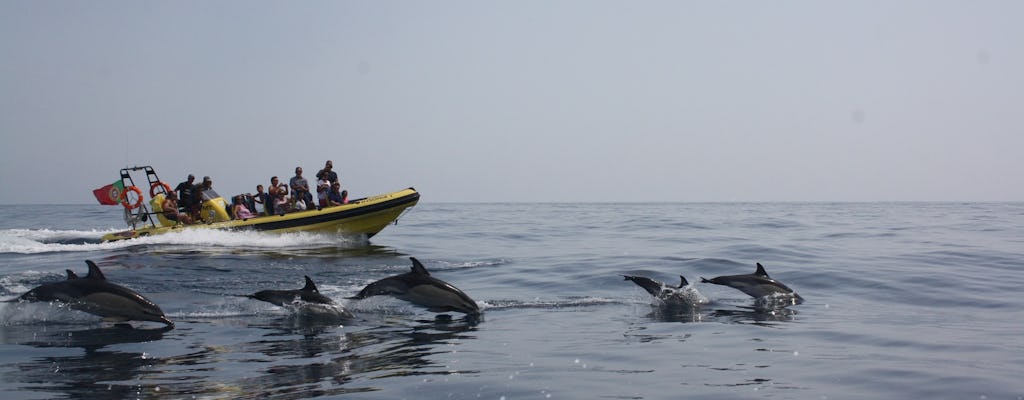 Crociera per l'osservazione dei delfini e delle grotte a bordo dell'Insónia