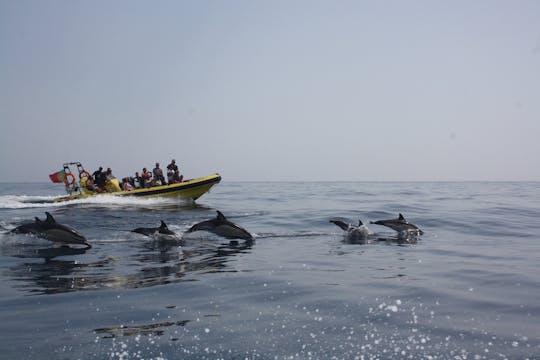 Crucero de observación de delfines y cuevas a bordo del Insónia