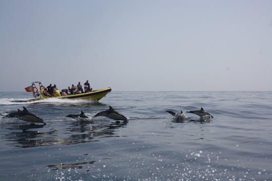 Dolphin and cave watching cruise aboard the Insónia