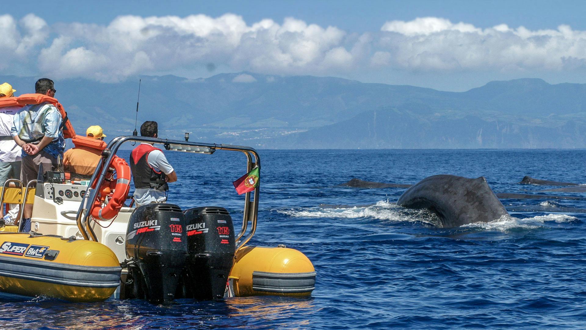 Observação de baleias nos Açores e tour de barco por pequena ilha