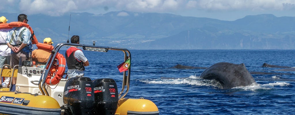 Azores whale watching and Islet boat tour