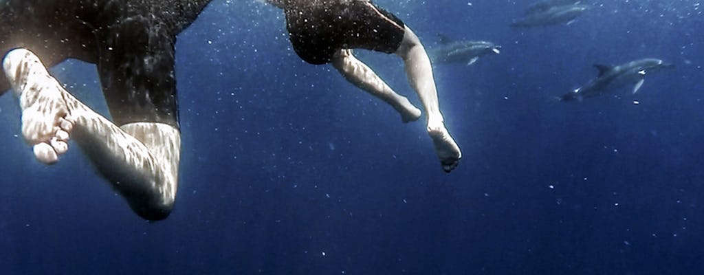 Le Azzorre nuotano con i delfini e il tour di snorkeling