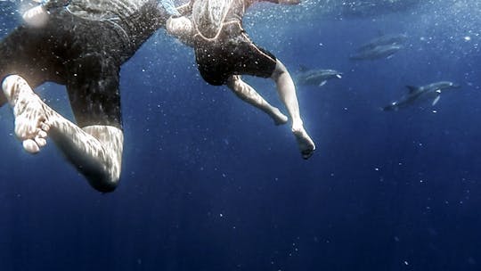 Azores nadan con los delfines y snorkel.