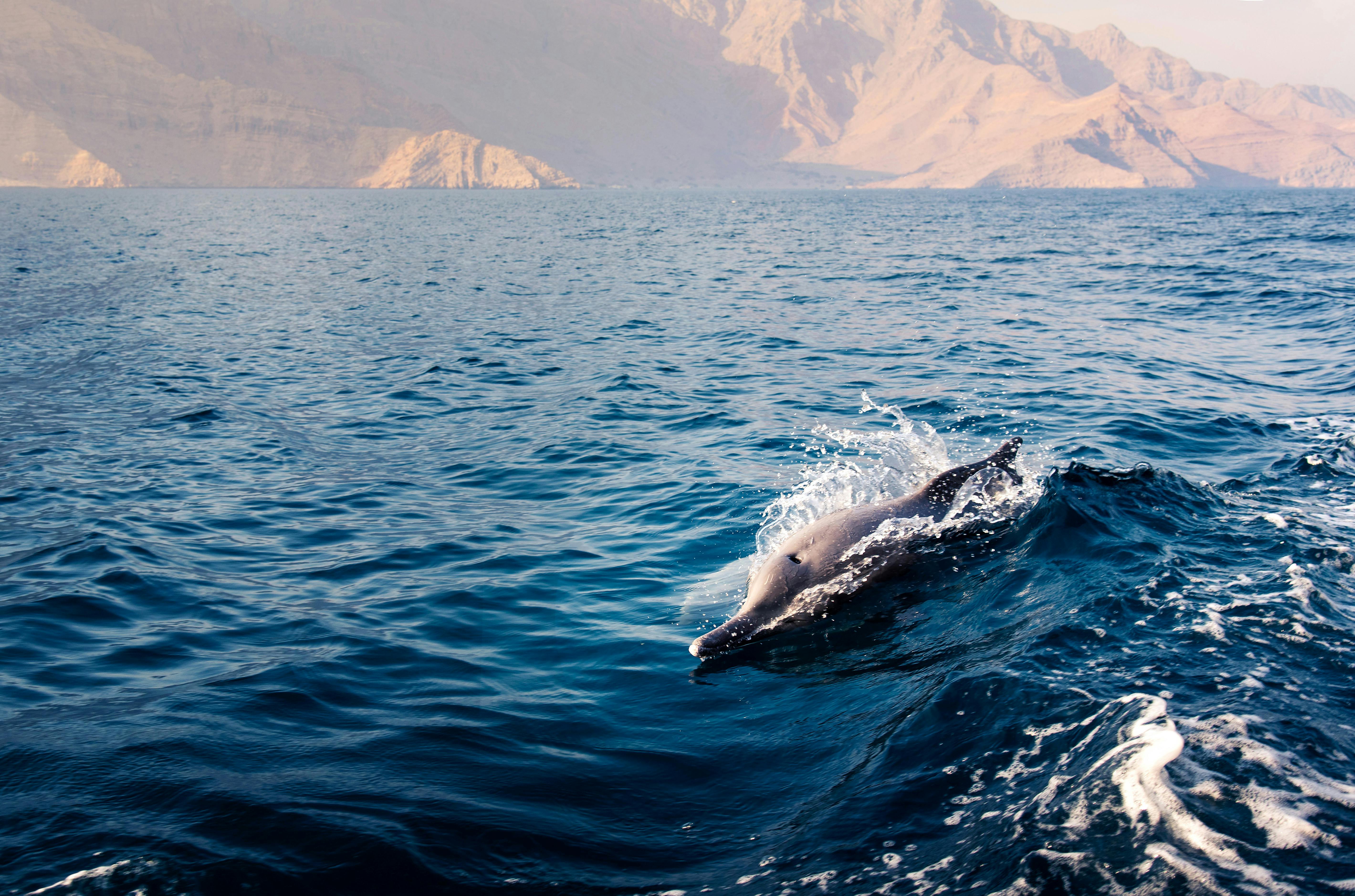 Visita turística a los delfines del golfo de Omán