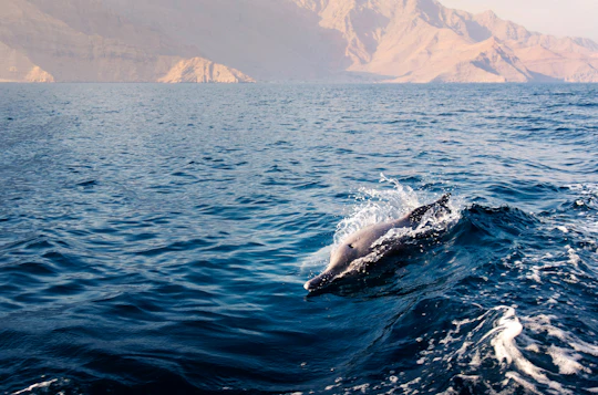 Gulf of Oman dolphin sightseeing tour