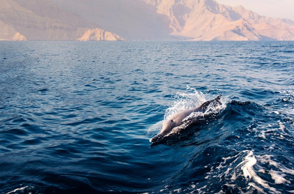 Delfin-Sightseeing-Tour im Golf von Oman