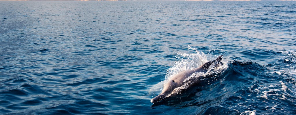 Excursão de observação de golfinhos do Golfo de Omã