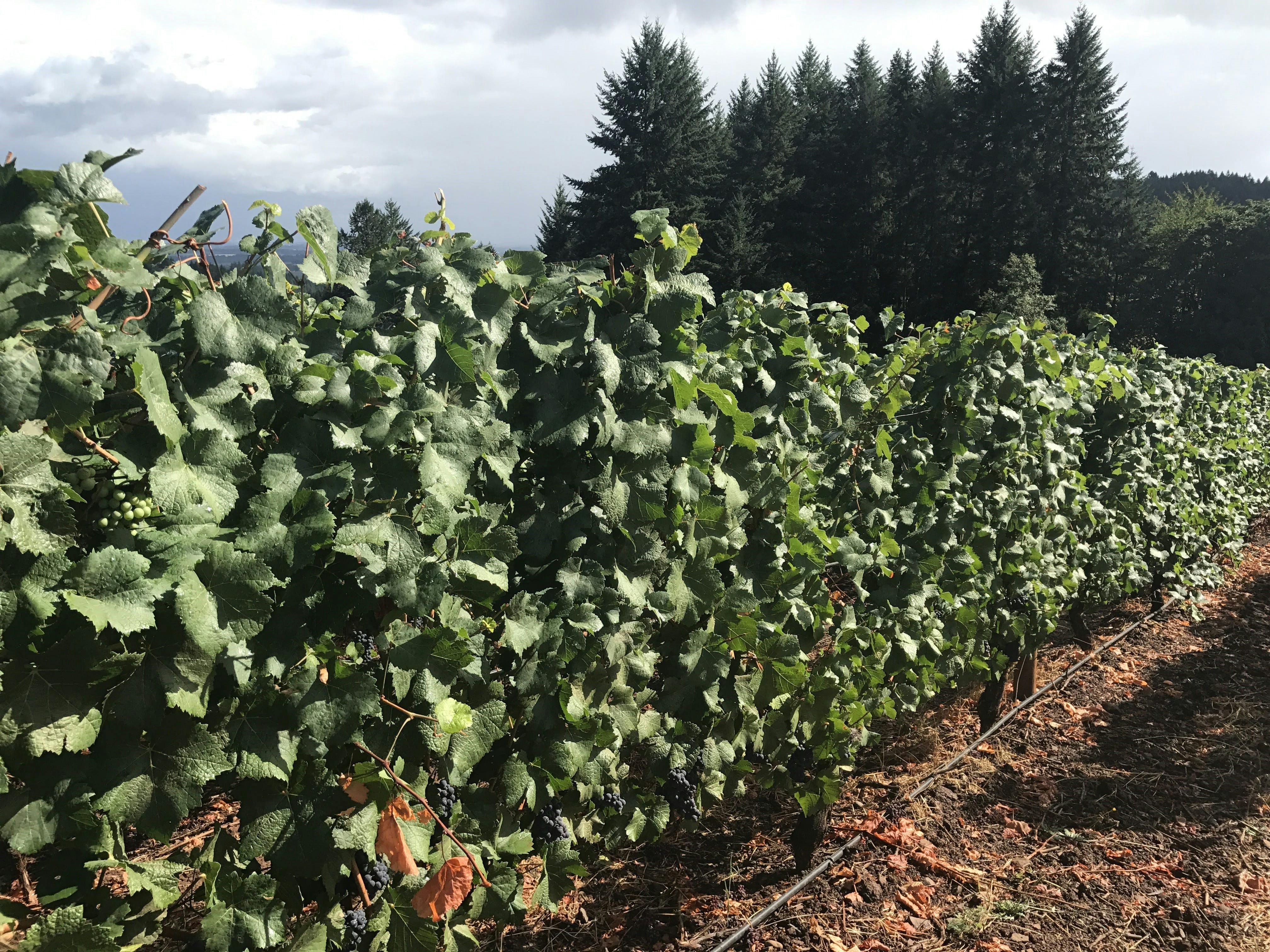 Weinprobe in Oregon