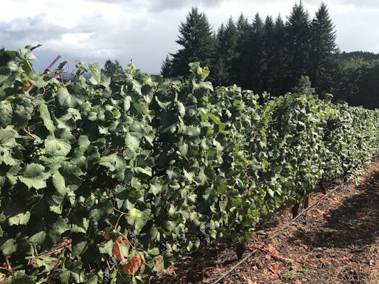 Dégustation de vins de l'Oregon