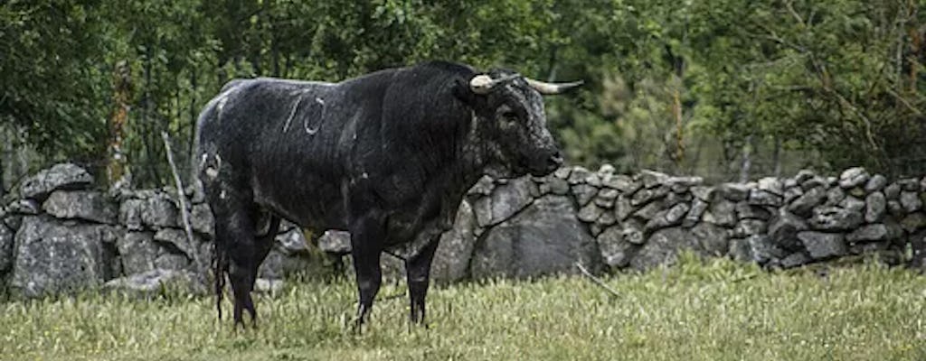 Visit to the Fernando Guzman bull ranch