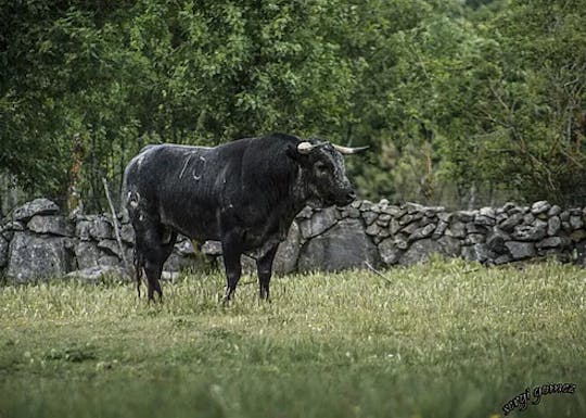 Visit to the Fernando Guzman bull ranch