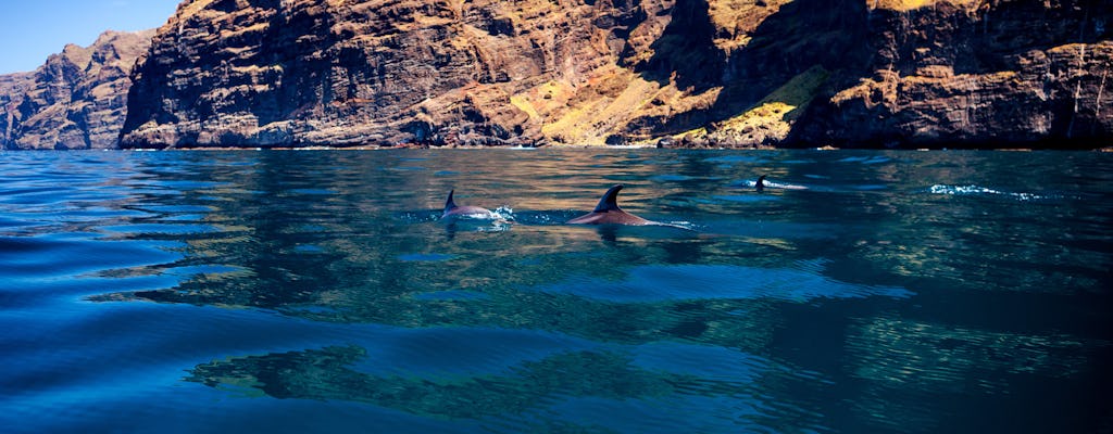 5 horas de observação de baleias e golfinhos em um eco catamarã