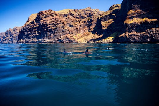 Observação de baleias e golfinhos de 5 horas em um eco-catamarã