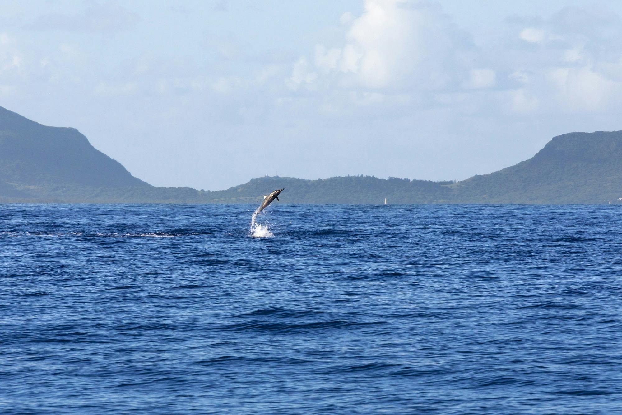 3_Mauritius_Adriens Dream Dolphin Watching_12.jpg