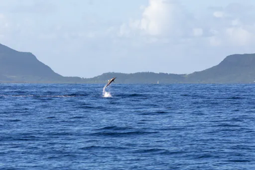 3_Mauritius_Adriens Dream Dolphin Watching_12.jpg