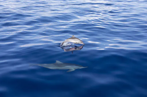 4_Mauritius_Adriens Dream Dolphin Watching_03.jpg