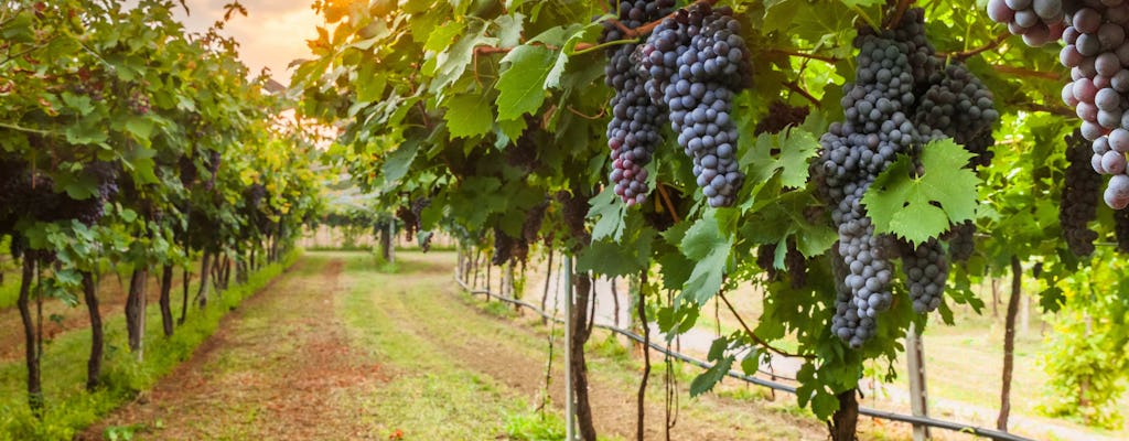 Private Führung durch Orvieto und das toskanische Land mit Weinprobe aus Rom