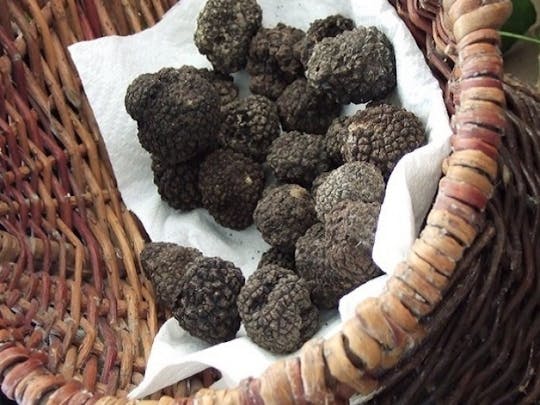 EXPÉRIENCE DE LA TRUFFLE EN 1 JOUR (visite des saveurs de la truffe - visite privée)