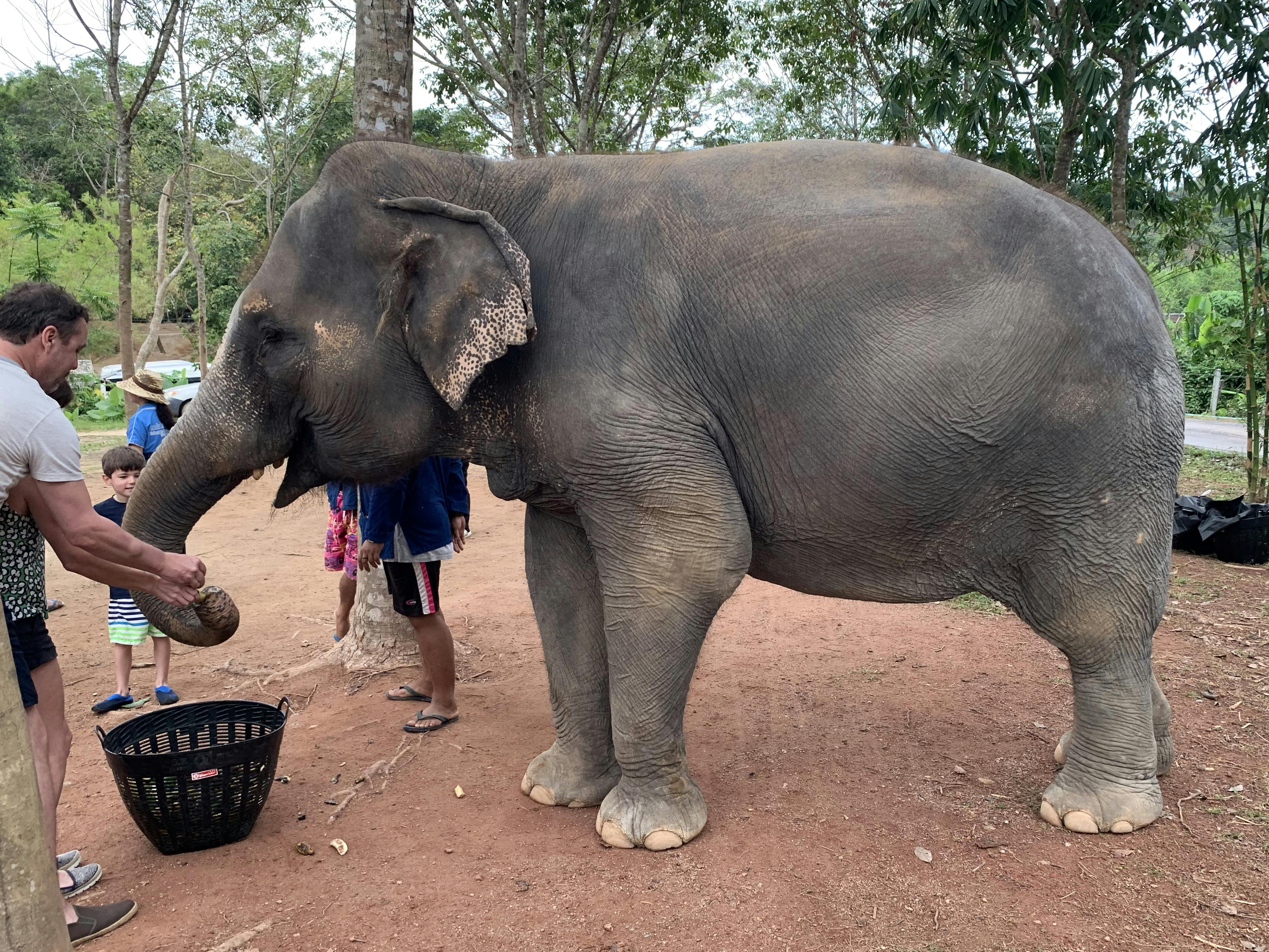 Elefantenerlebnis Phuket