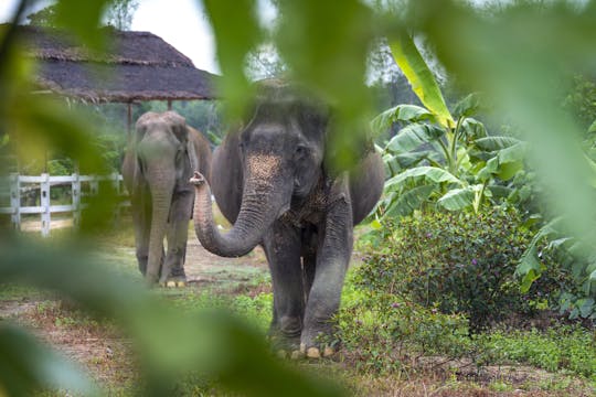 Elephant Care Centre Tour