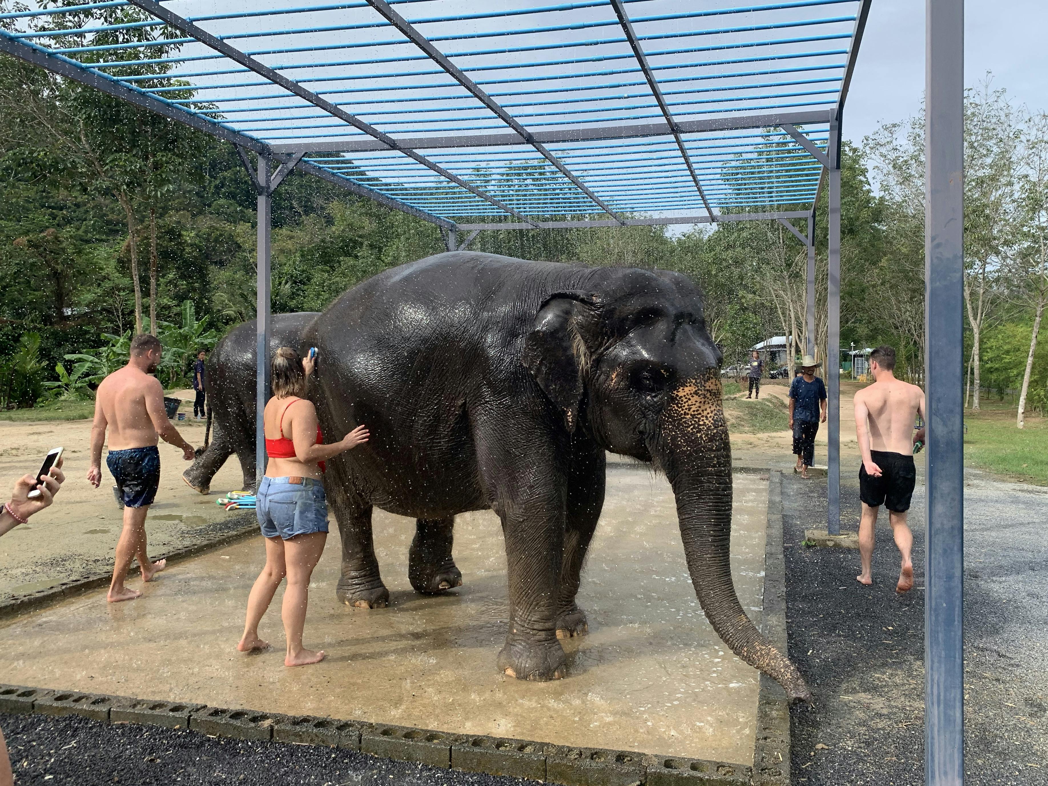 Rencontre avec les Éléphants à Phuket