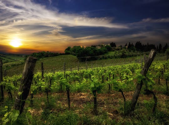 Educational guided wine tour and tasting in Siena