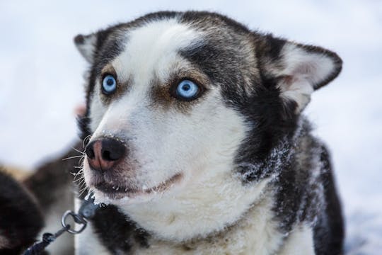 TUI Kuusamo husky sleigh driving