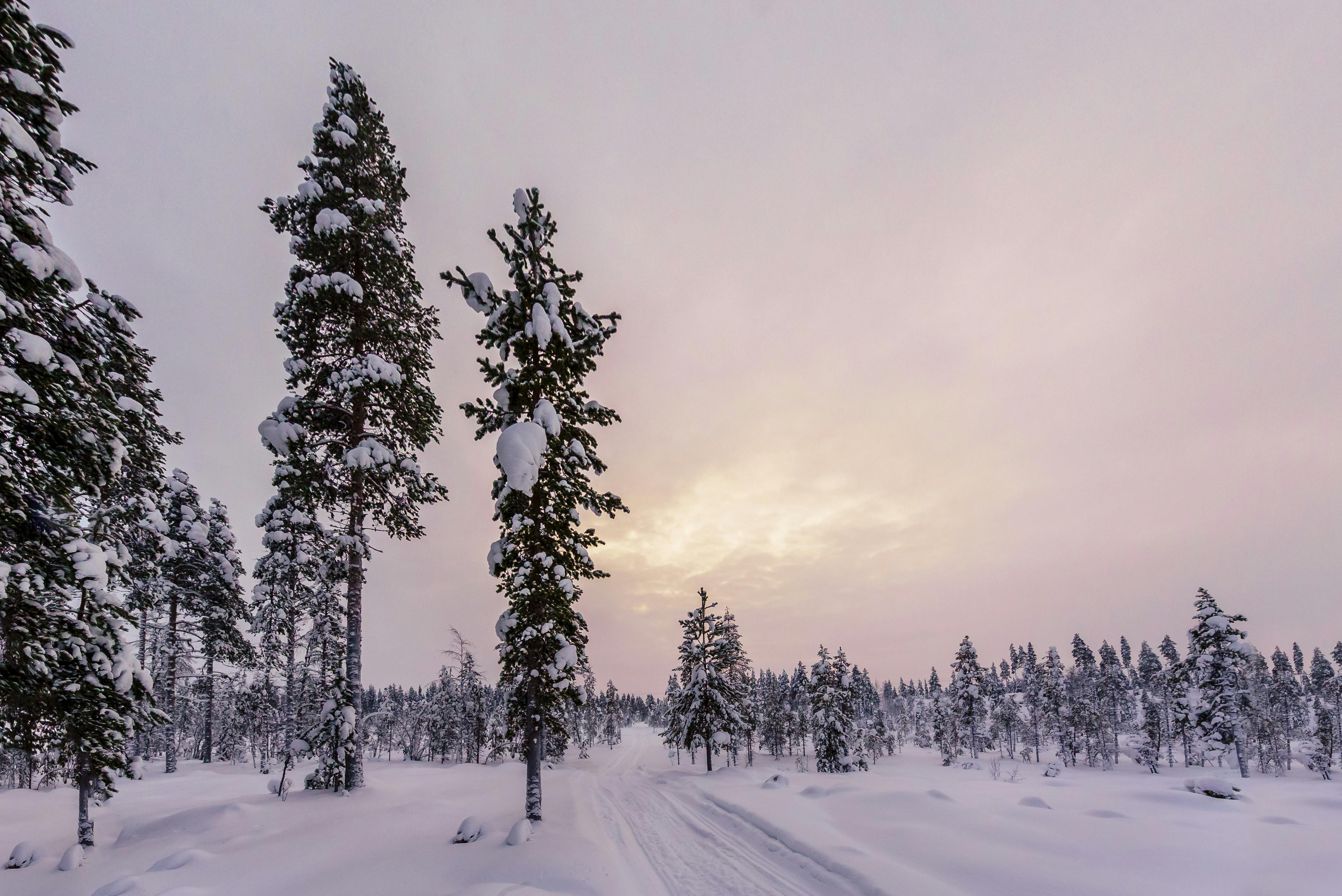 Kuusamo Husky Sleigh Driving