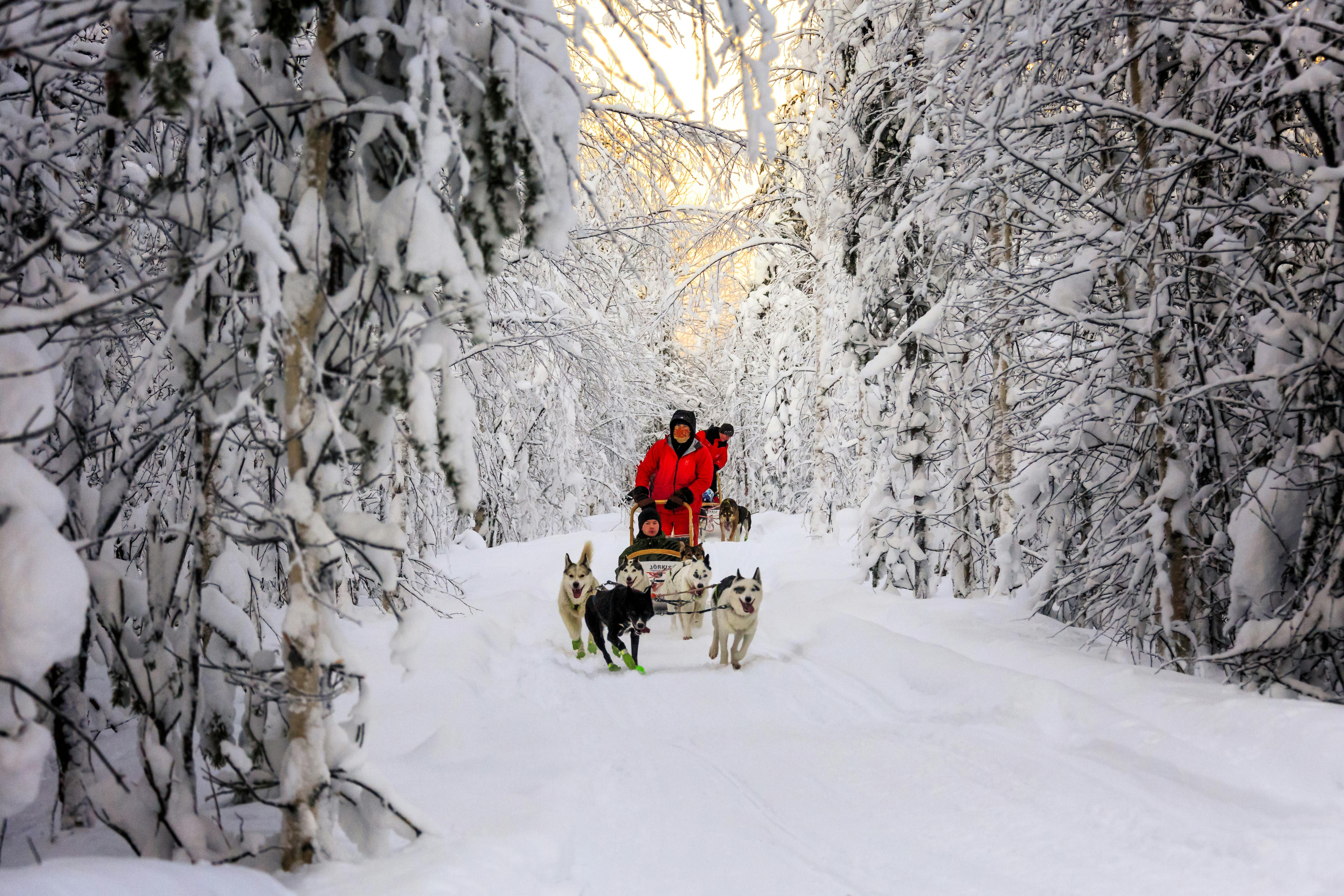 Kuusamo Husky Sleigh Driving