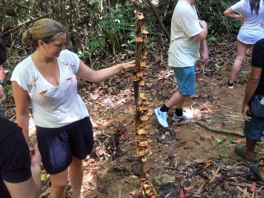 Khao Phra Thaeo National Park Trek