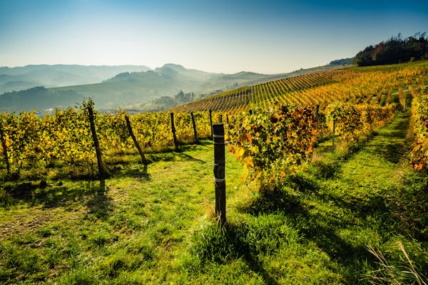 Visita à vinícola e degustação de vinhos Alba, Langhe e Roero no Poderi Moretti