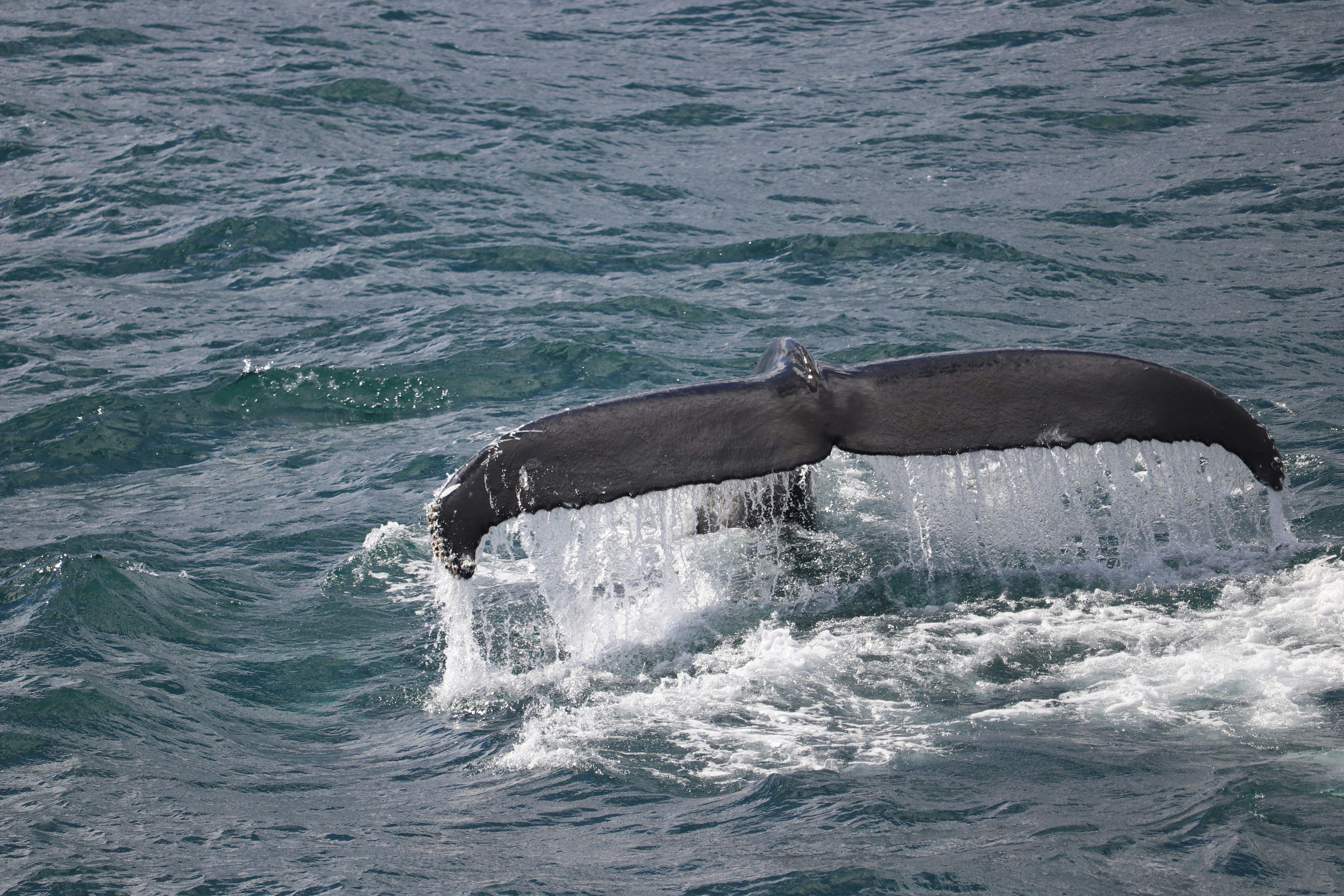 Tour di osservazione delle balene e biglietti d'ingresso alla mostra Whales of Iceland