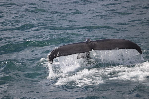 Walbeobachtungstour und Eintrittskarten für die Ausstellung „Wale von Island“.