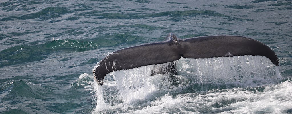 Walvissen spotten en toegangskaarten voor de tentoonstelling Whales of Iceland