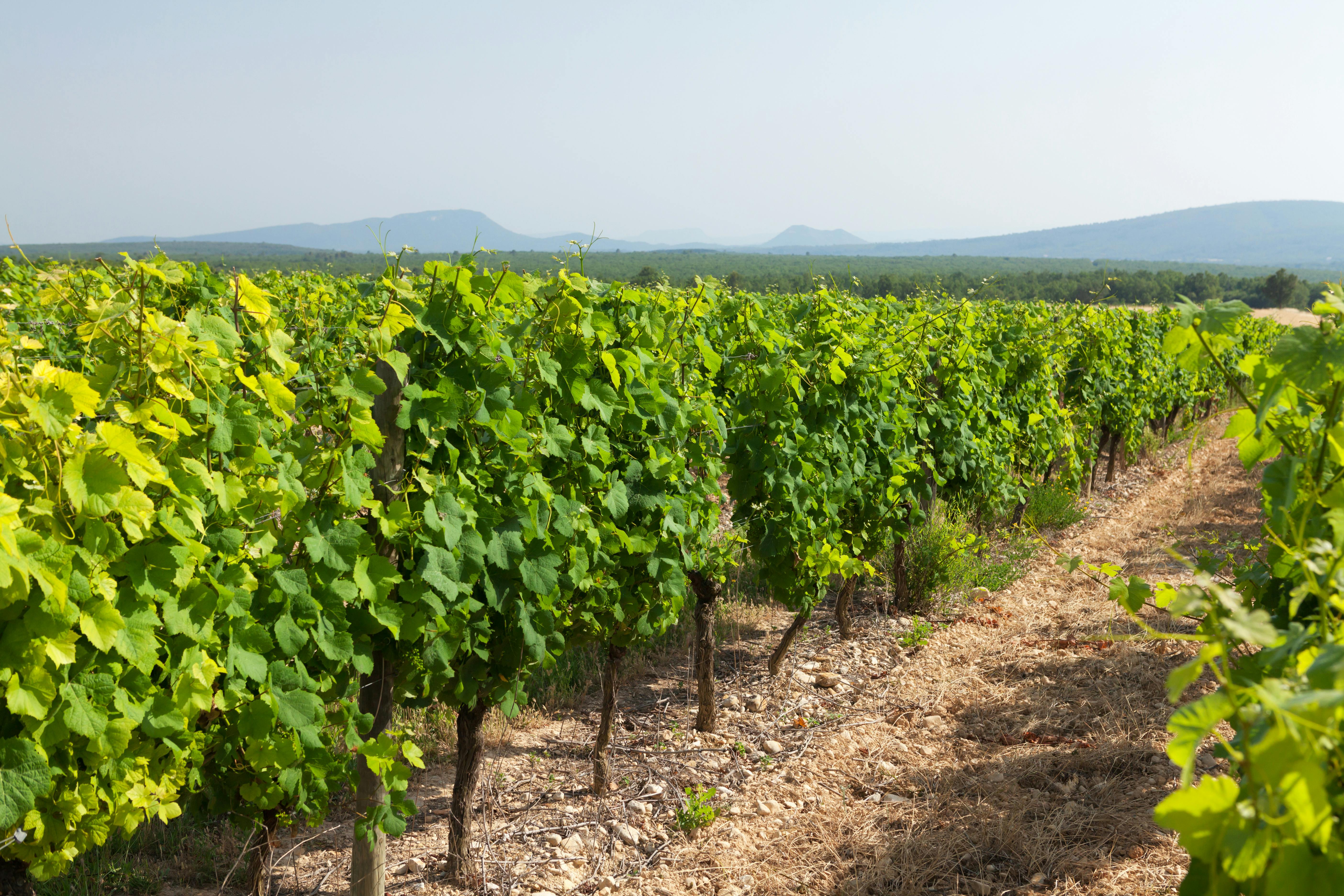 Besuch und Verkostung des Weinguts Marchesi de Cordano